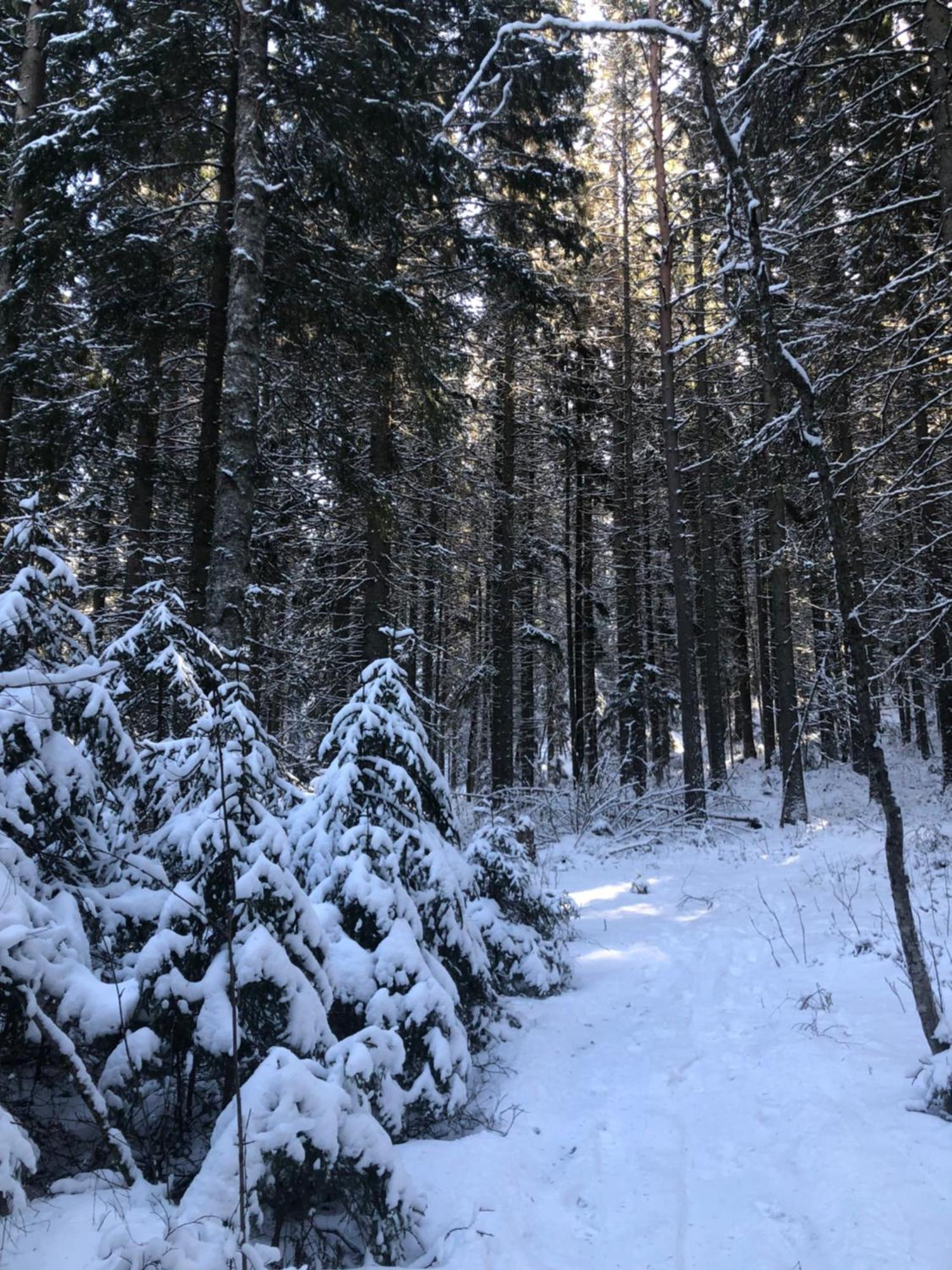 Kungsbergetnatur Järbo Zewnętrze zdjęcie